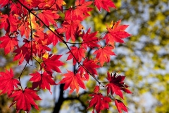 autumn-leaves-2789234__340.jpg
